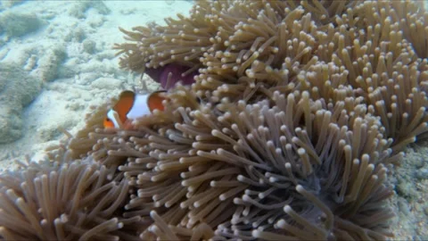 Nemo in koh surin Video stock 146007582