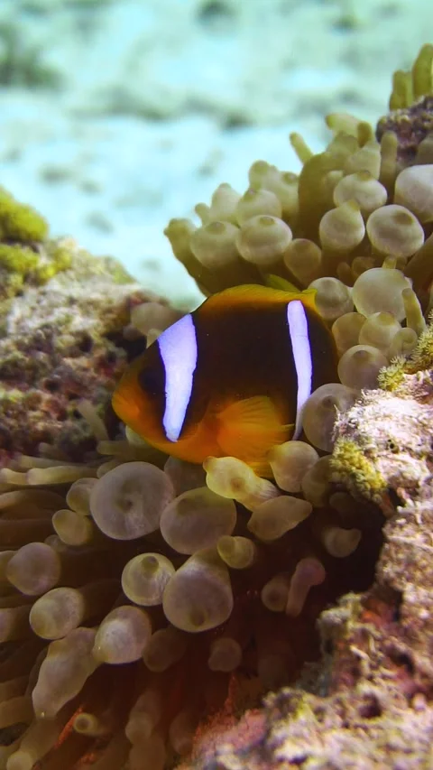 Nemo out for a walk Stock Footage 225435782