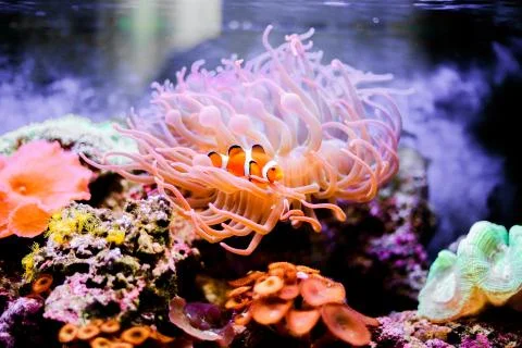 Nemo Stock Photos