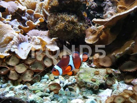 Nemo Stock Photos