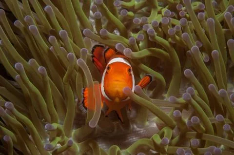 Nemo waves at the camera Stock Photos