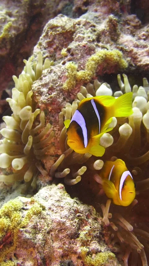 Nemo2 Stock Footage 225436474