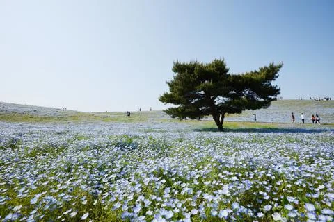 Nemophila bloom Stock Photos