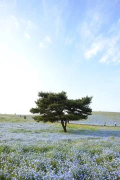 Nemophila bloom Stock Photos
