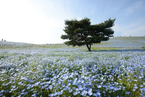 Nemophila bloom Stock Photos
