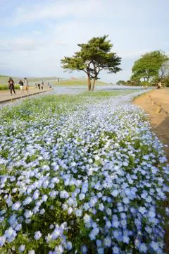 Nemophila bloom Stock Photos