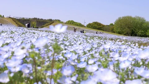 Nemophila flower fields swing in wind Stock Footage 75193709
