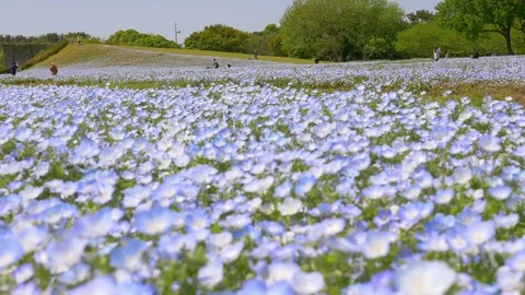 Nemophila flower fields swing in wind Stock Footage 75195104