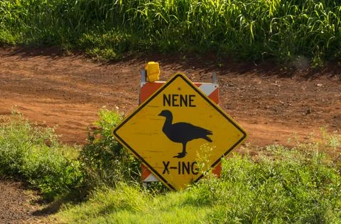 Nene crossing Foto stock