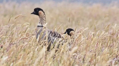 Nene Geese Stock Footage 156481453
