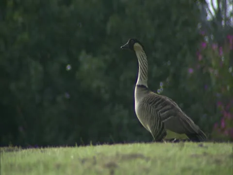 Nene Goose Stock-Footage 22242992