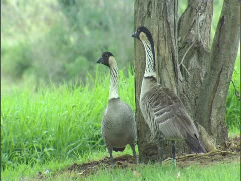 Nene Goose 스톡 동영상 22243084