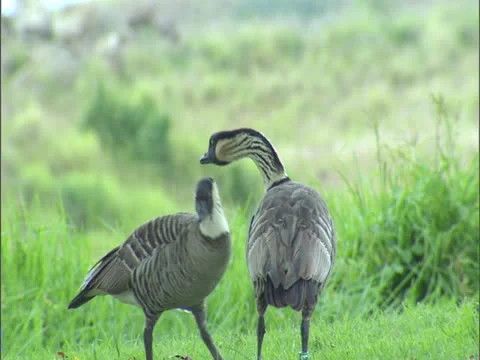 Nene Goose Stock-Footage 22243734