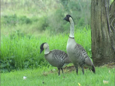 Nene Goose Video stock 22243735