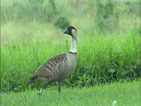 Nene Goose Stock Footage 22243736