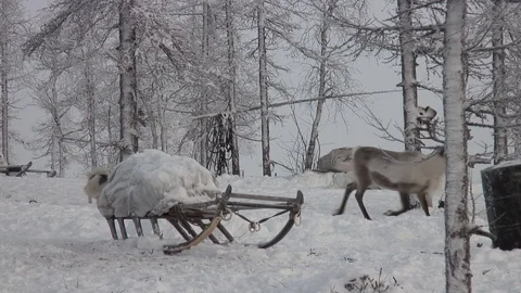 Nenets dragging sledge. Stock Footage 96618168