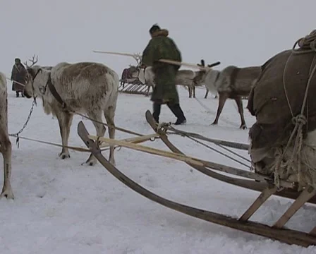 Nenets moving his camp to another place. Reindeers pulling the sled Stock Footage 46358924