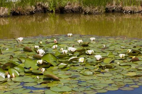 Nenufar Foto stock
