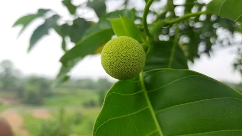 Neolamarckia cadamba fruit. Stock Footage 155681618