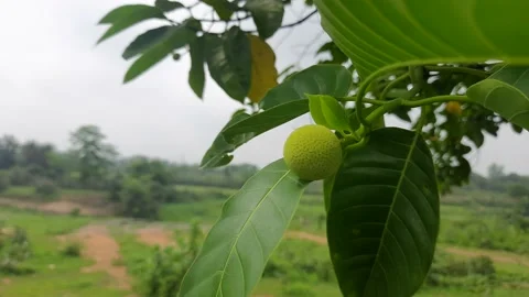 Neolamarckia cadamba fruit in tree. Stock Footage 155681615