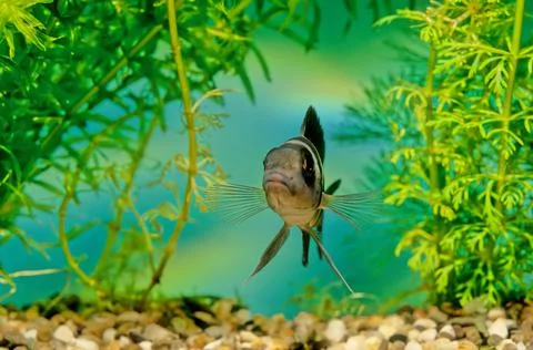 Neolamprologus tretocephalus Stock Photos