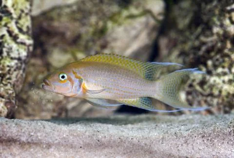 Neolaprologus pulcher Stock Photos