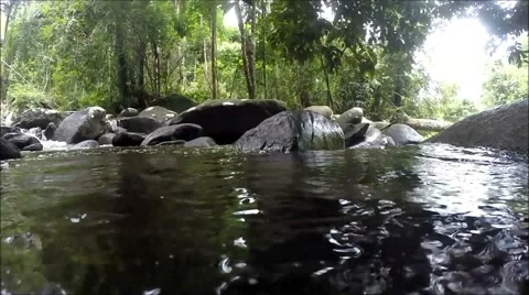 Neolissochilus in Khao Cha Mao Waterfall at Rayong Thailand Stock Footage 65510053