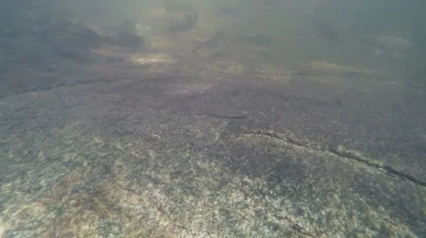 Neolissochilus in Khao Cha Mao Waterfall at Rayong Thailand Stock Footage 65514756