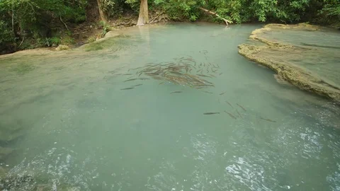 Neolissochilus stracheyi fish in Level 1 of Erawan Waterfall Video stock 78512800