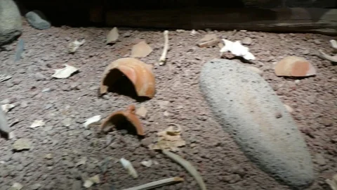 Neolithic bones Video stock 97641705