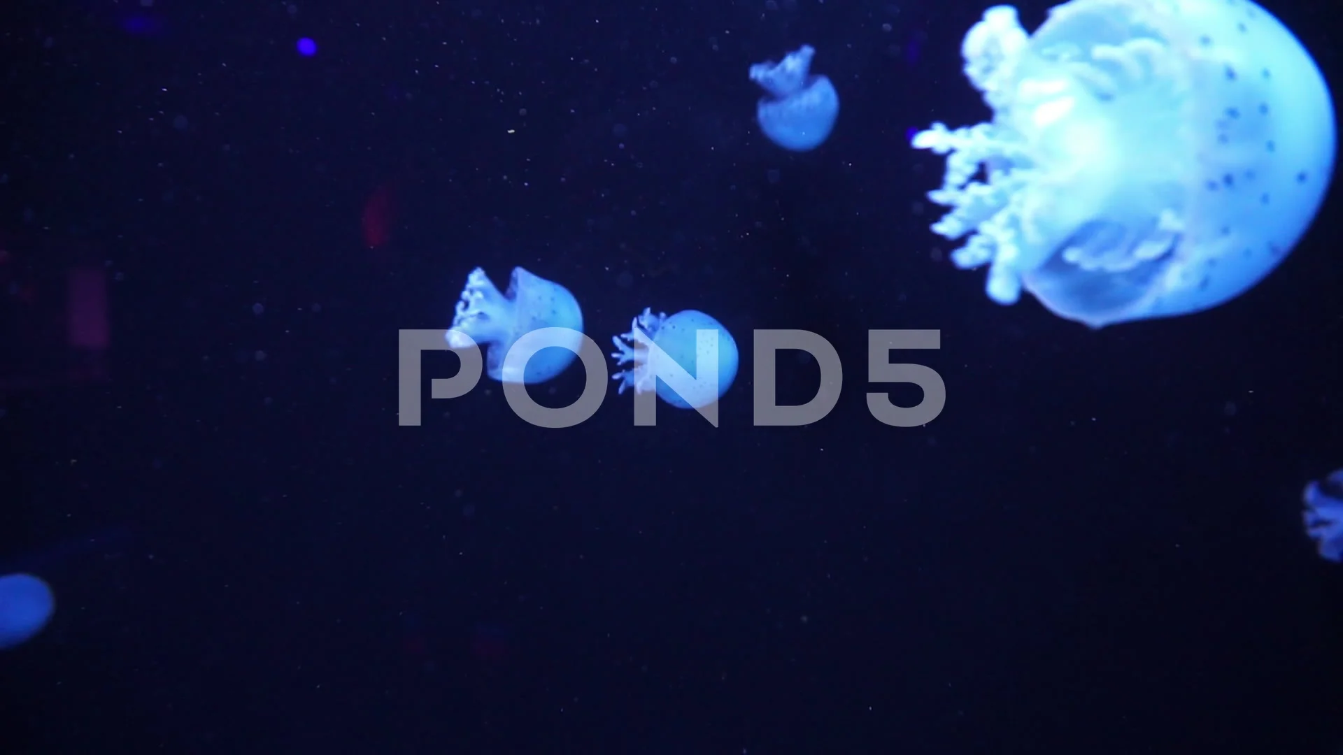 marine aquarium screensaver mac jellyfish marine aquarium screensaver mac jellyfish