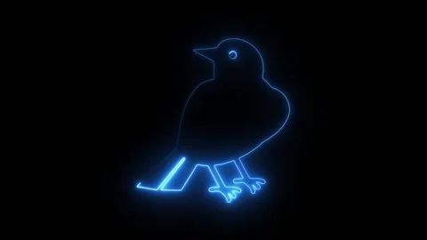 Neon blue glowing bird outline icon on black background Stock Footage 345548975