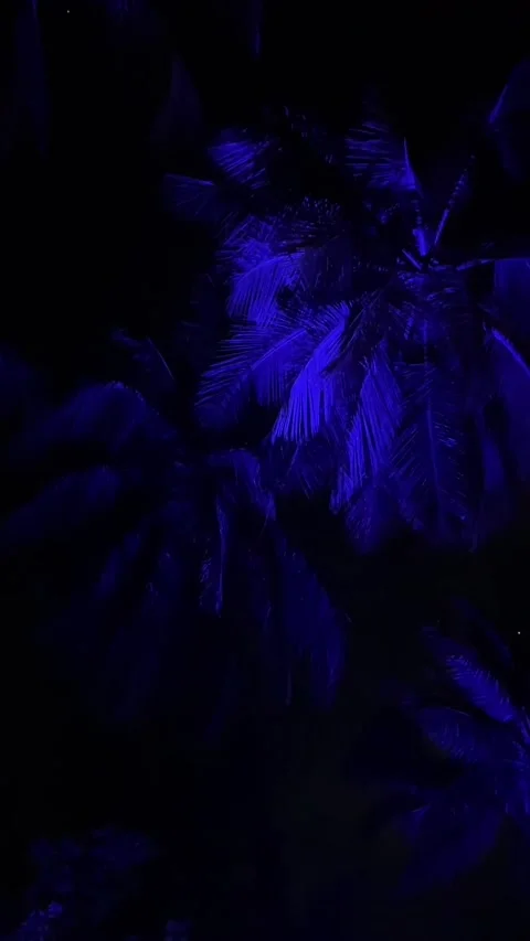 Neon blue illuminated palm trees at night resort party Zanzibar HD vertical 스톡 동영상 342148192