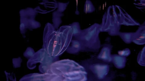 Neon Coloured Jellyfish Stock Footage 101953246