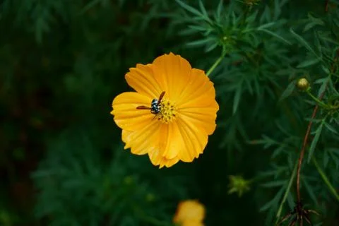 Neon cuckoo bee drinking nectar from a yellow flower Stockfoto's