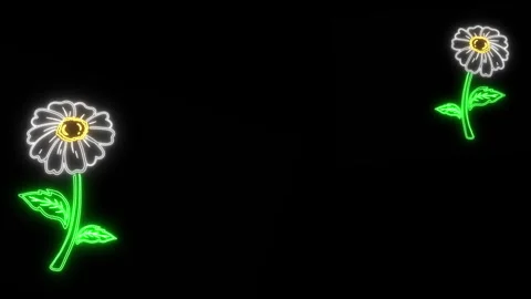 Neon Daisy Frame Video stock 255289519