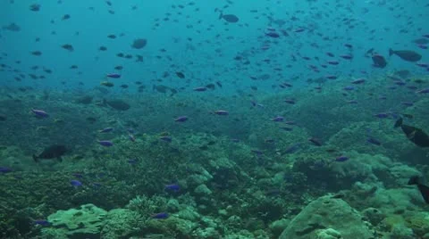 Neon damselfish Stock Footage 10727129