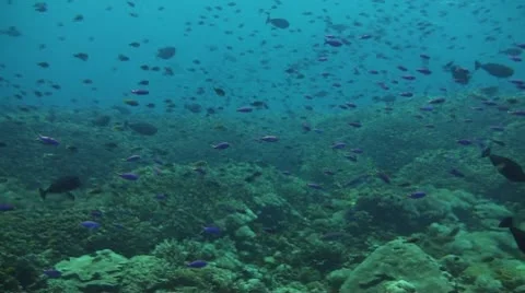 Neon damselfish Stock Footage 10735890