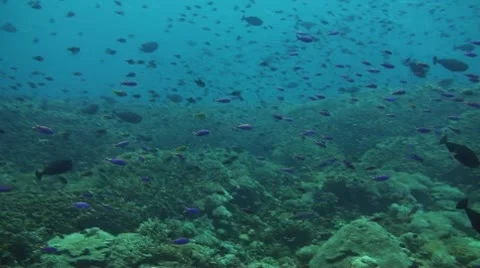 Neon damselfish Stock Footage 10737563