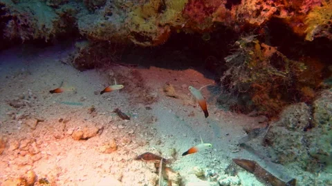 A neon damselfish swims up to a group of fire dartfish. Stock Footage 292751604
