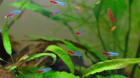 Neon fish. Stock Footage 263645509