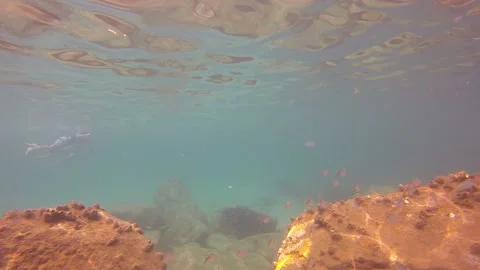 Neon Fish School Stock Footage 135286400