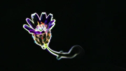 Neon Flower Animation Stock-Footage 101221184