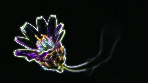 Neon Flower Animation Stock Footage 101221327