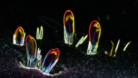 Neon Flower Animation 库存影片 101226783