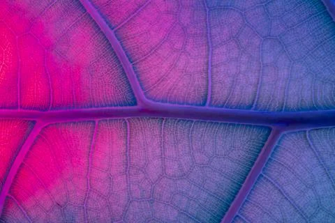 Neon fluorescens Abstract Backlit Leaf Texture imitating veins Stock Photos