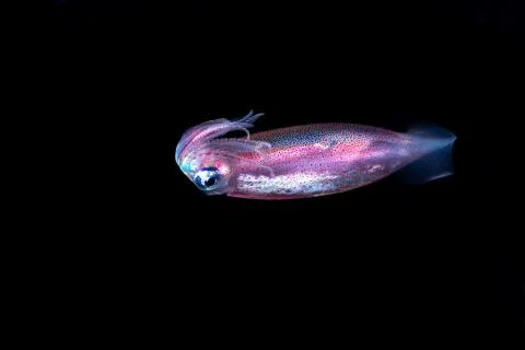 Neon flying squid, sometimes called the red flying squid, akaika, and red squ Foto stock