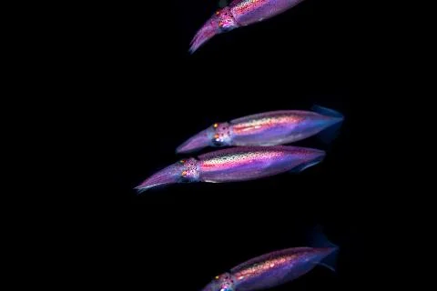 Neon flying squid, sometimes called the red flying squid, akaika, and red squ Foto stock