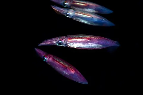Neon flying squid, sometimes called the red flying squid, akaika, and red squ Foto stock