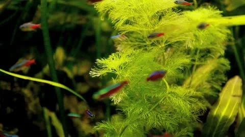 Neon Stock Footage 10571387